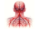 The watercolor subliminal clipart of a human diagram showing all the red nerves connecting to the brain.